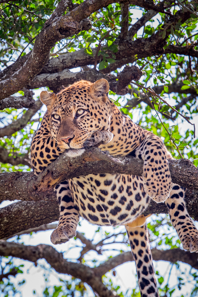 A leopard’s favorite place to hide is high above the ground in a large, bushy acacia tree. Here, his spotted coat effectively camouflages this big guy amongst the tree branches and foliage.